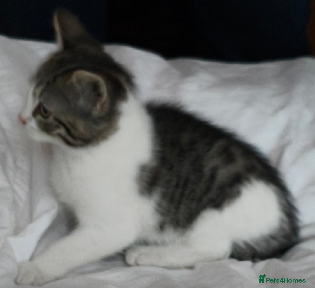 Tibetan cats for sale: Tabby white kittens looking for a lovely home - Advert 9