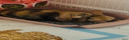 Mini Lop rabbits for sale: Beautiful Mini Lop, Bonded Sisters in Newcastle upon Tyne - Advert 7