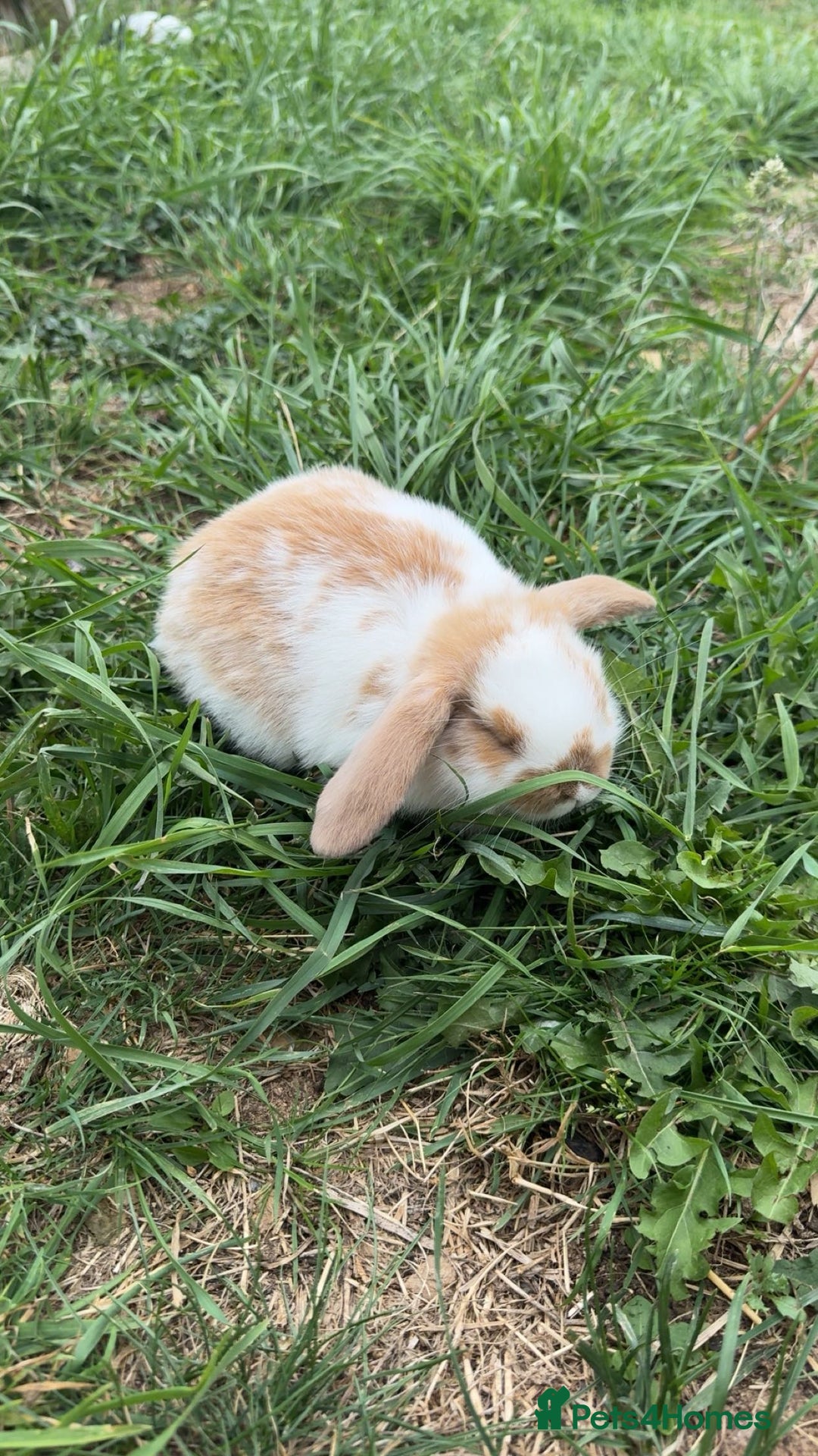 Mini Lop rabbits for sale: Stunning mini lop baby  - Image 4