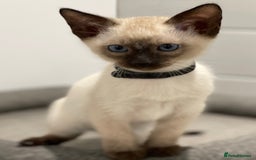 Siamese cats for sale: GCCF Registered Traditional Siamese Kittens  - Image 1