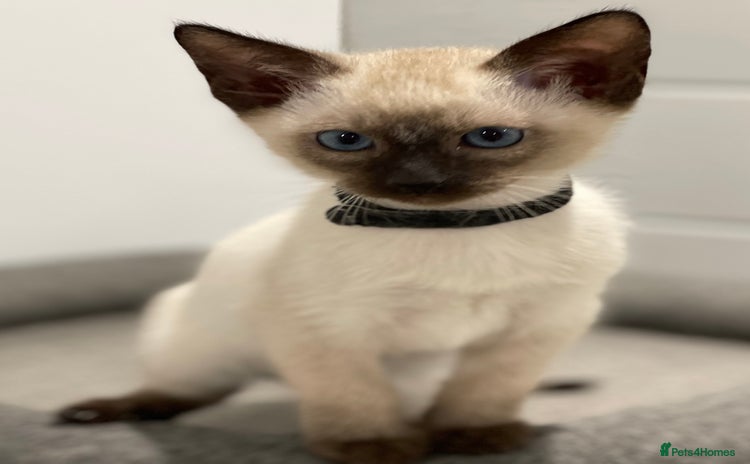 Siamese cats - Advert 13