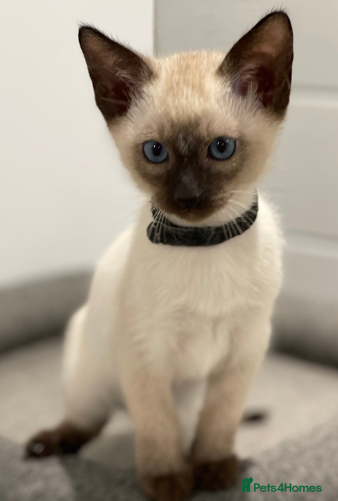 Siamese cats for sale: GCCF Registered Traditional Siamese Kittens  - Image 1