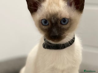 Siamese cats - Advert 25