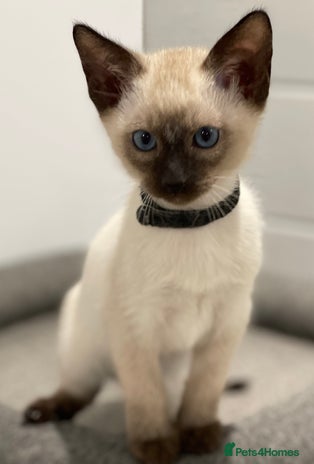 Siamese cats - Advert 1