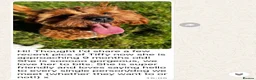 Cavapoo dogs for sale: ⭐ Top quality, health tested Toy Cavapoo babies ⭐ - Advert 14