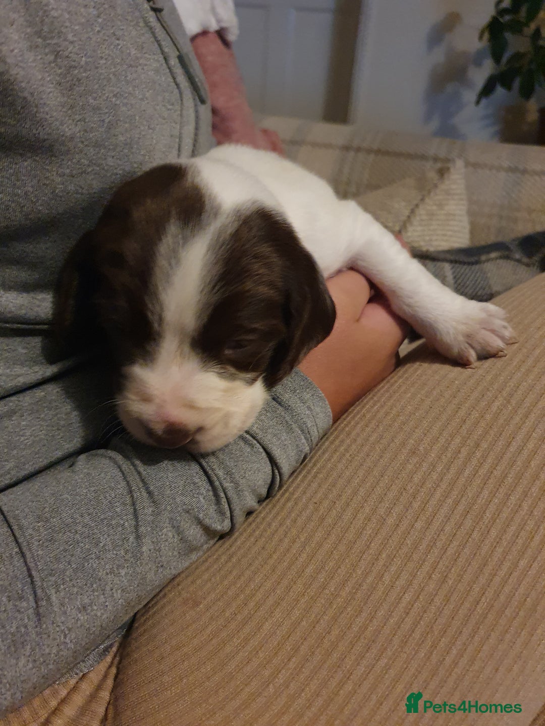 Springador dogs for sale: Springador puppies - Advert 7