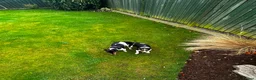 Jack Russell dogs for stud:  Miniature Jack Russell STUD & DNA Health Tested - Advert 3