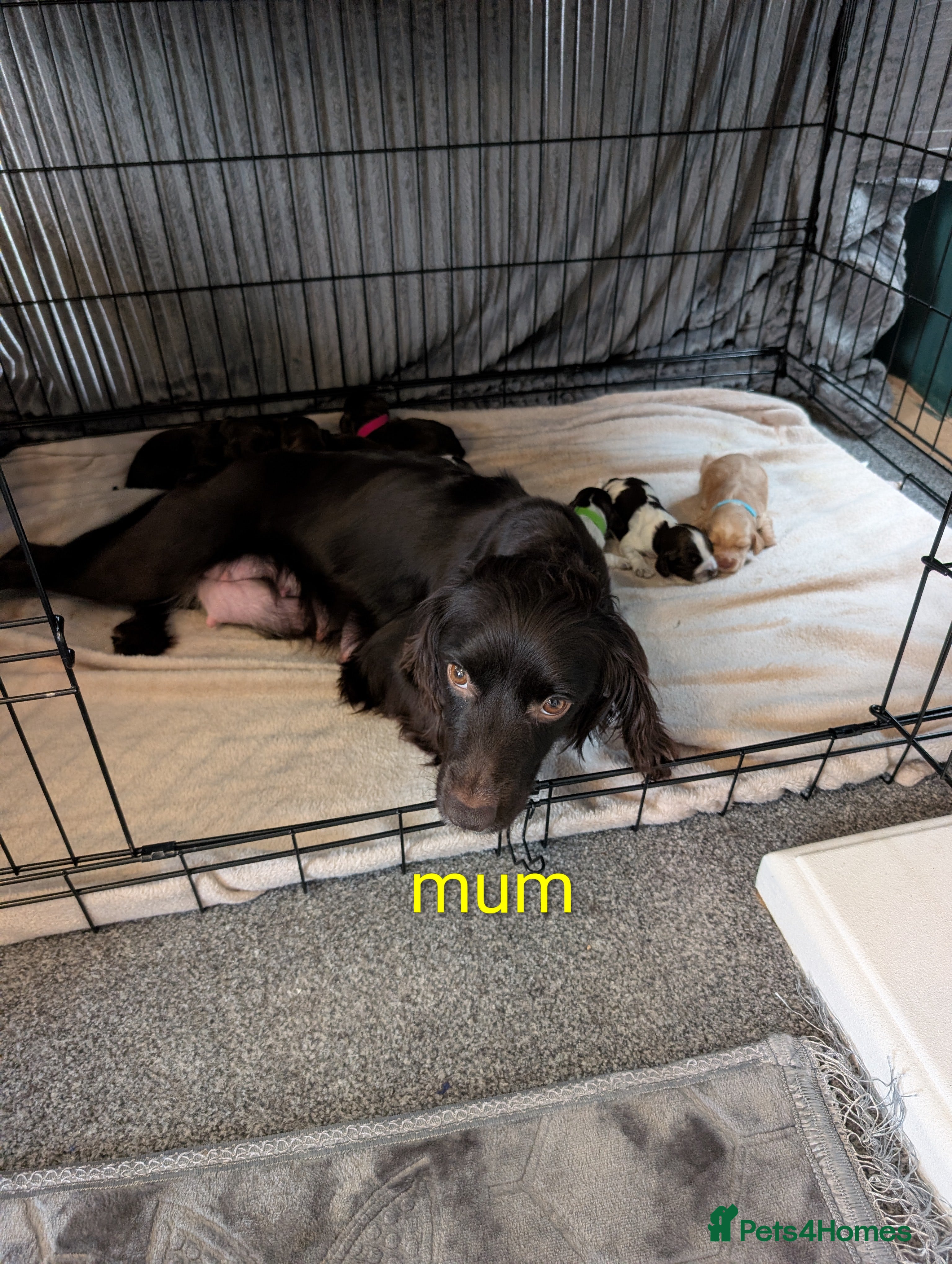 Cocker Spaniel dogs Working cocker spaniel puppies  - Advert 4