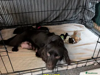 Cocker Spaniel dogs Working cocker spaniel puppies - Advert 2