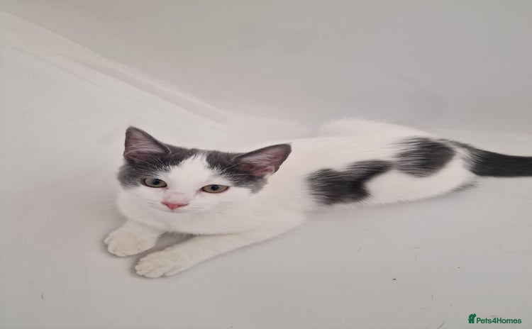 Mixed Breed cats - Advert 11