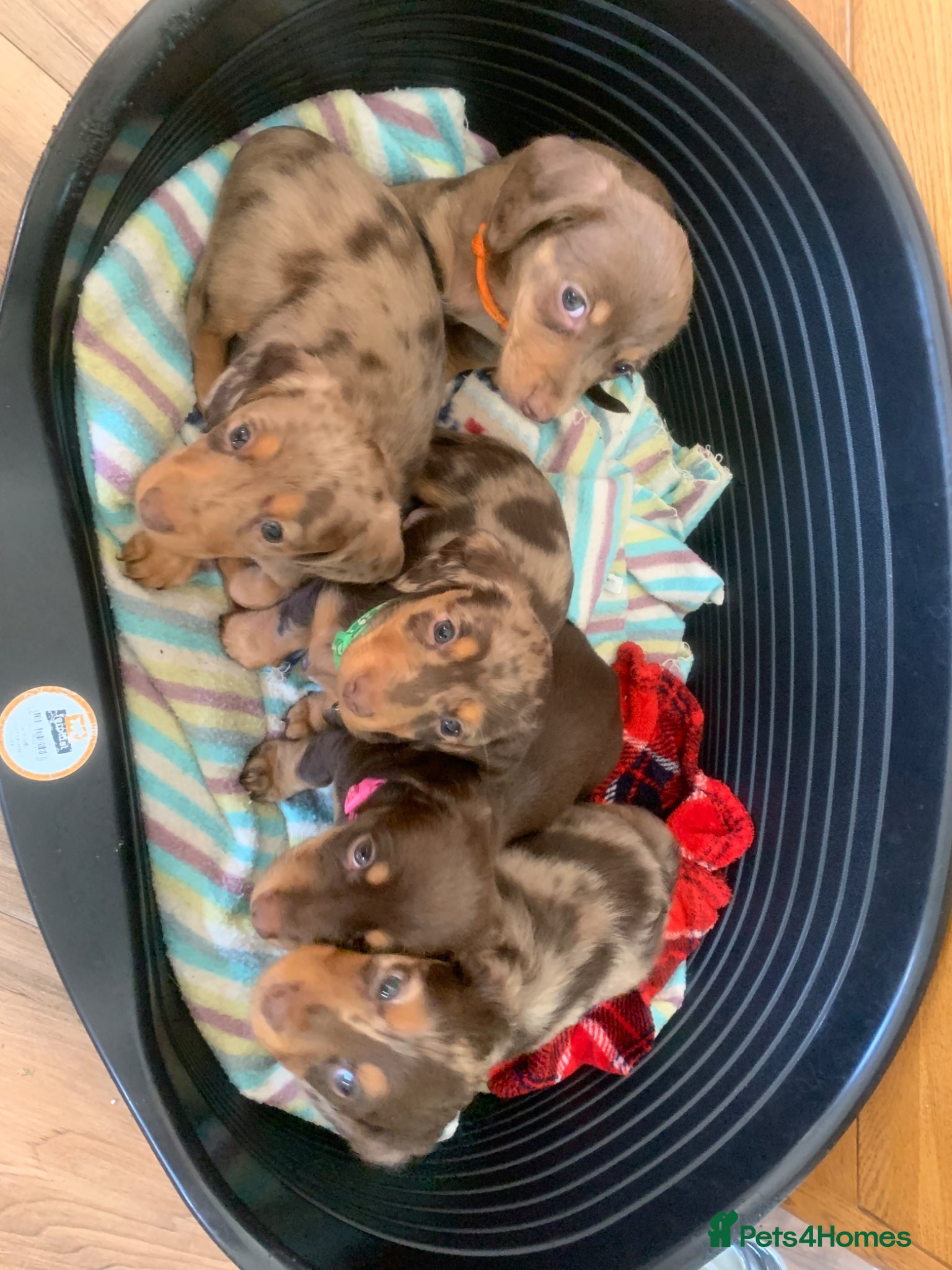 Dachshund dogs Miniature dachshund puppies 3 BOYS  - Advert 16