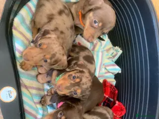Dachshund dogs Miniature dachshund puppies 3 BOYS - Advert 16