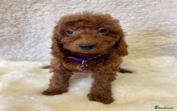 Goldendoodle dogs for sale: Outstanding Quality health tested Goldendoodles  - Image 8