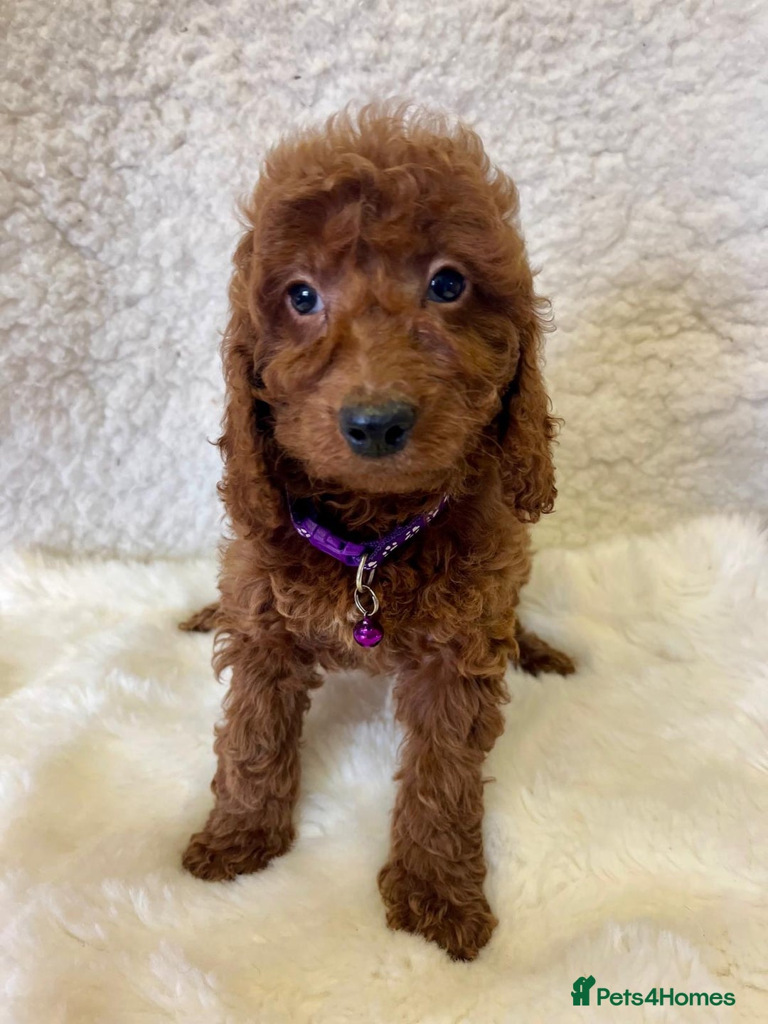 Goldendoodle dogs for sale: Outstanding Quality health tested Goldendoodles  - Image 8