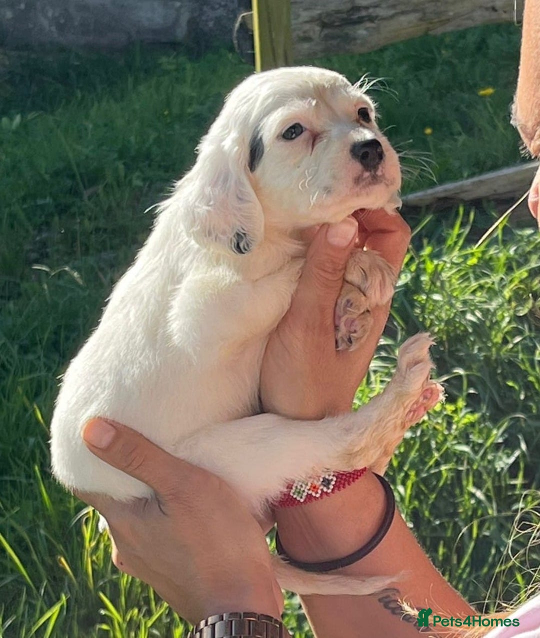 English Setter dogs for adoption: Setter x pups  - Image 16