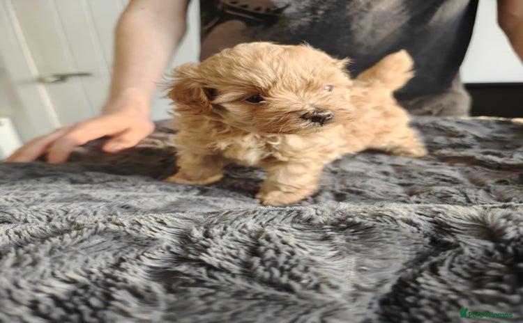 Maltipoo dogs - Advert 8