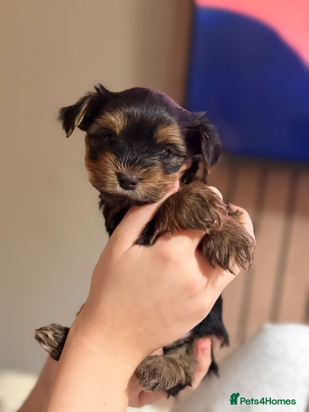Yorkshire Terrier dogs for sale: Yorkshire terrier puppies 2 boys and 1 girl left  - Advert 4