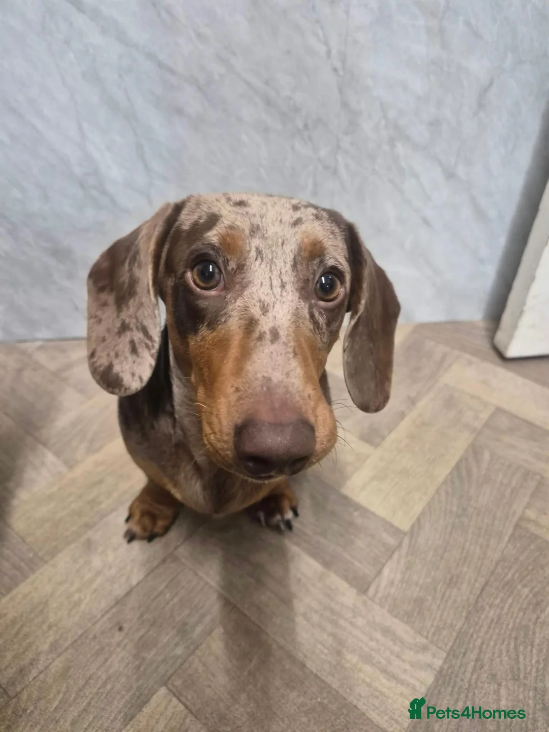Miniature Dachshund dogs for sale: Miniature dachshund daple colouring - Advert 7