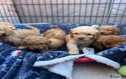 Cockapoo dogs for sale: 8 weeks old beautiful Cockapoo puppies  - Image 6