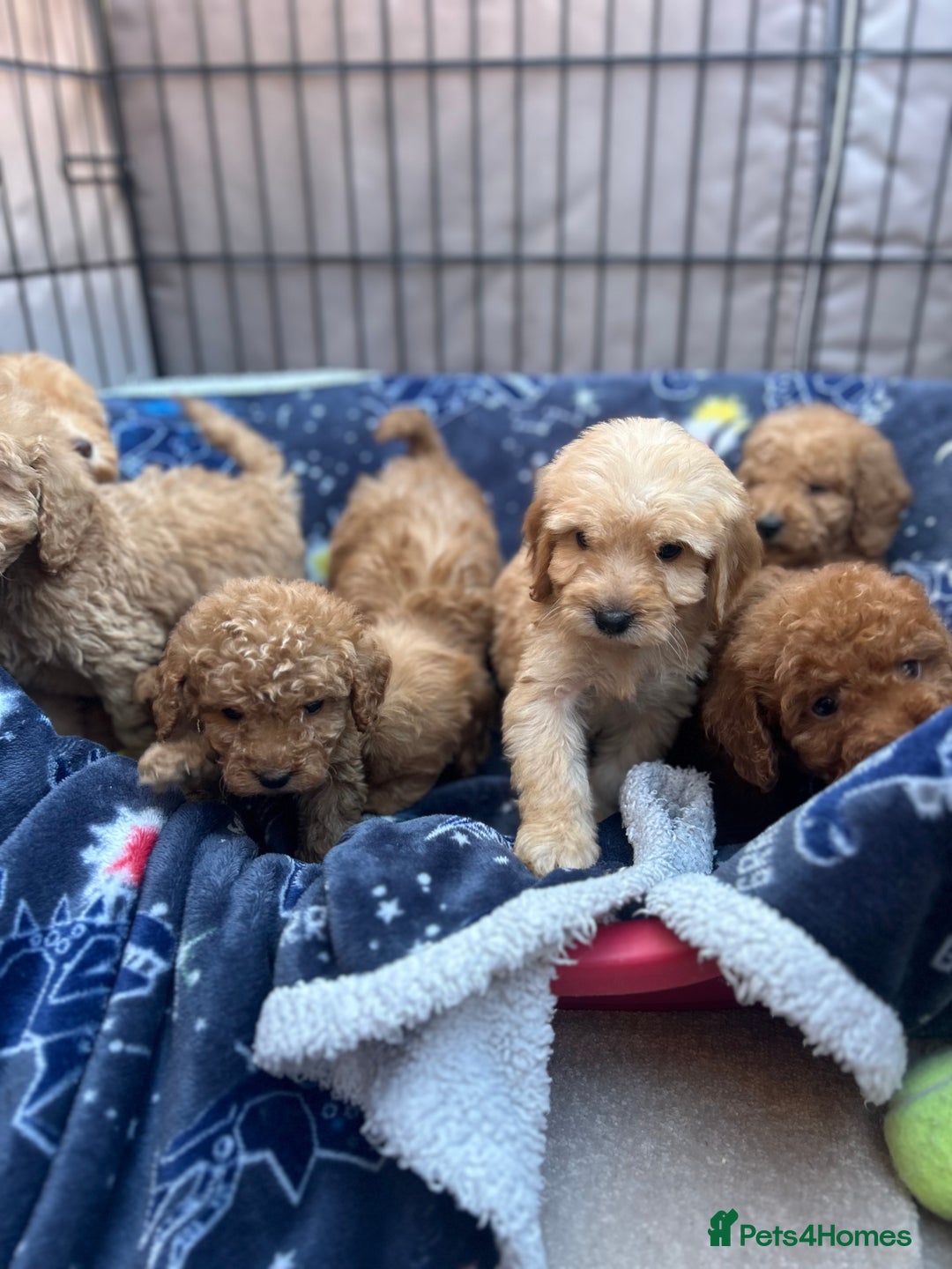 Cockapoo dogs for sale: 8 weeks old beautiful Cockapoo puppies  - Image 6