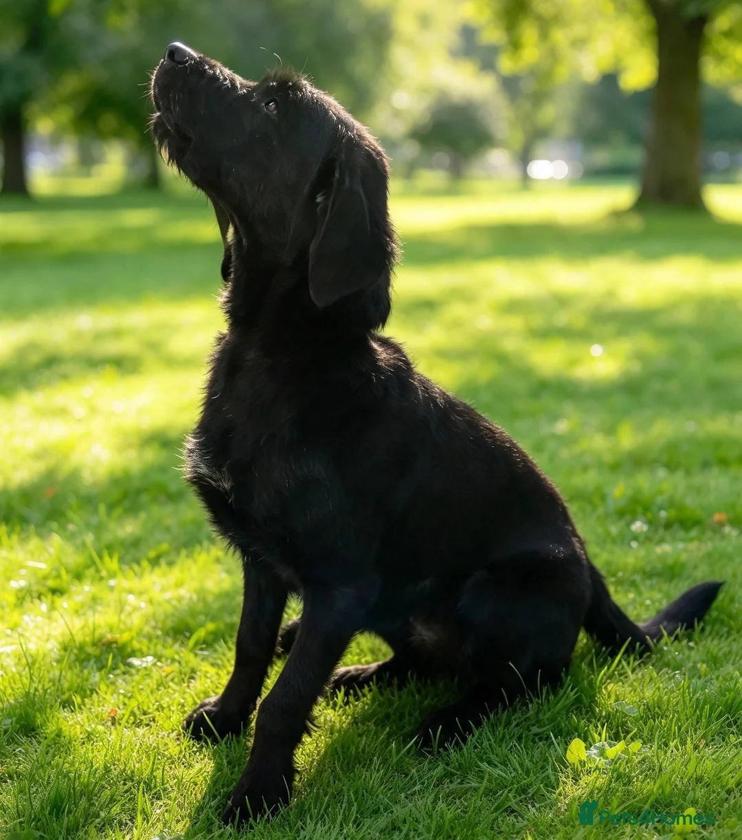 German Wirehaired Pointer dogs for sale: Rough Haired Working Dog - Advert 2