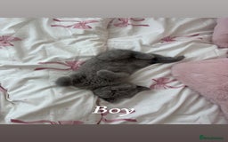 British Shorthair cats for sale: Blue British Shorthair kittens in Walsall - Image 10