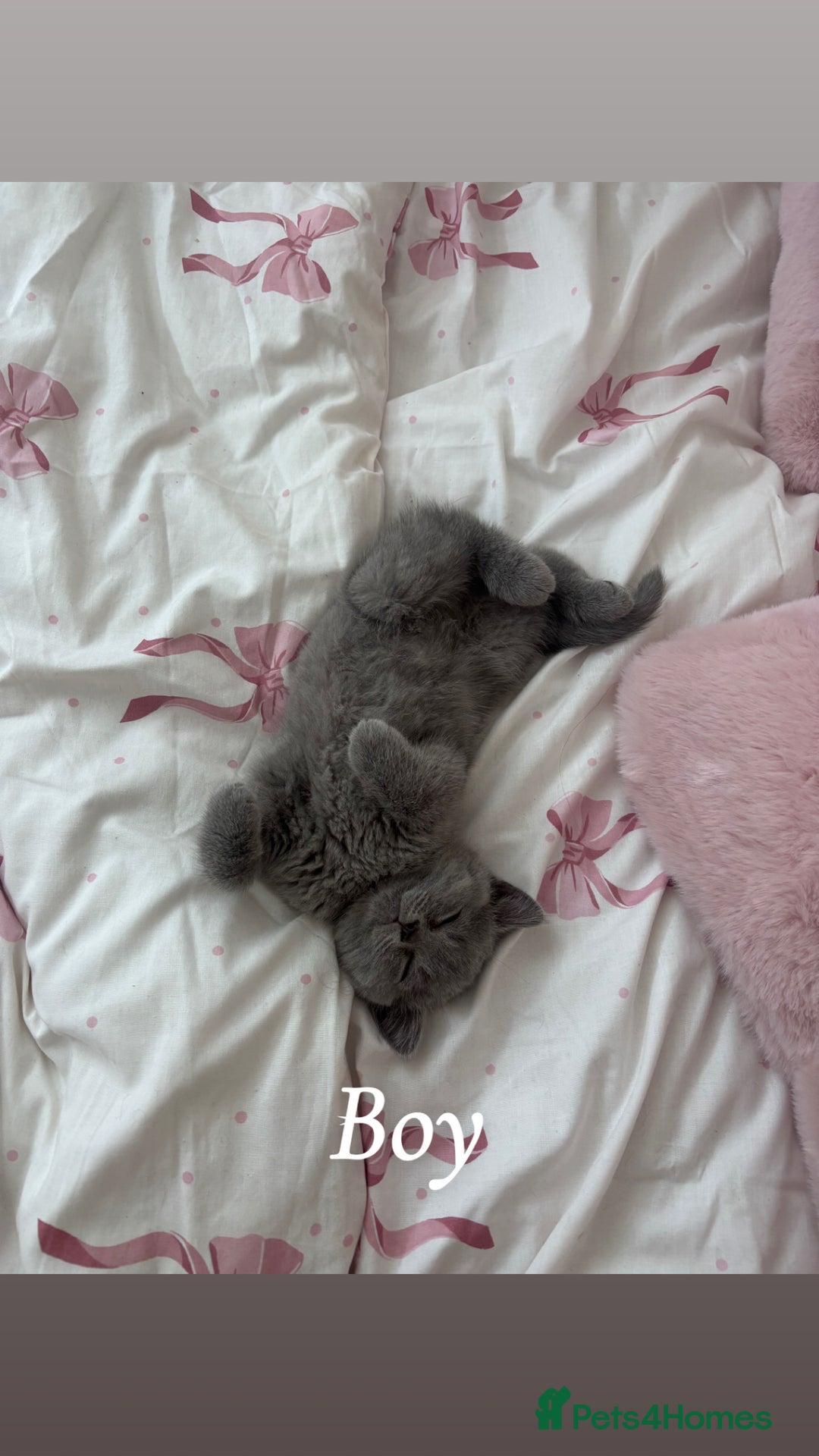 British Shorthair cats for sale: Blue British Shorthair kittens in Walsall - Image 10
