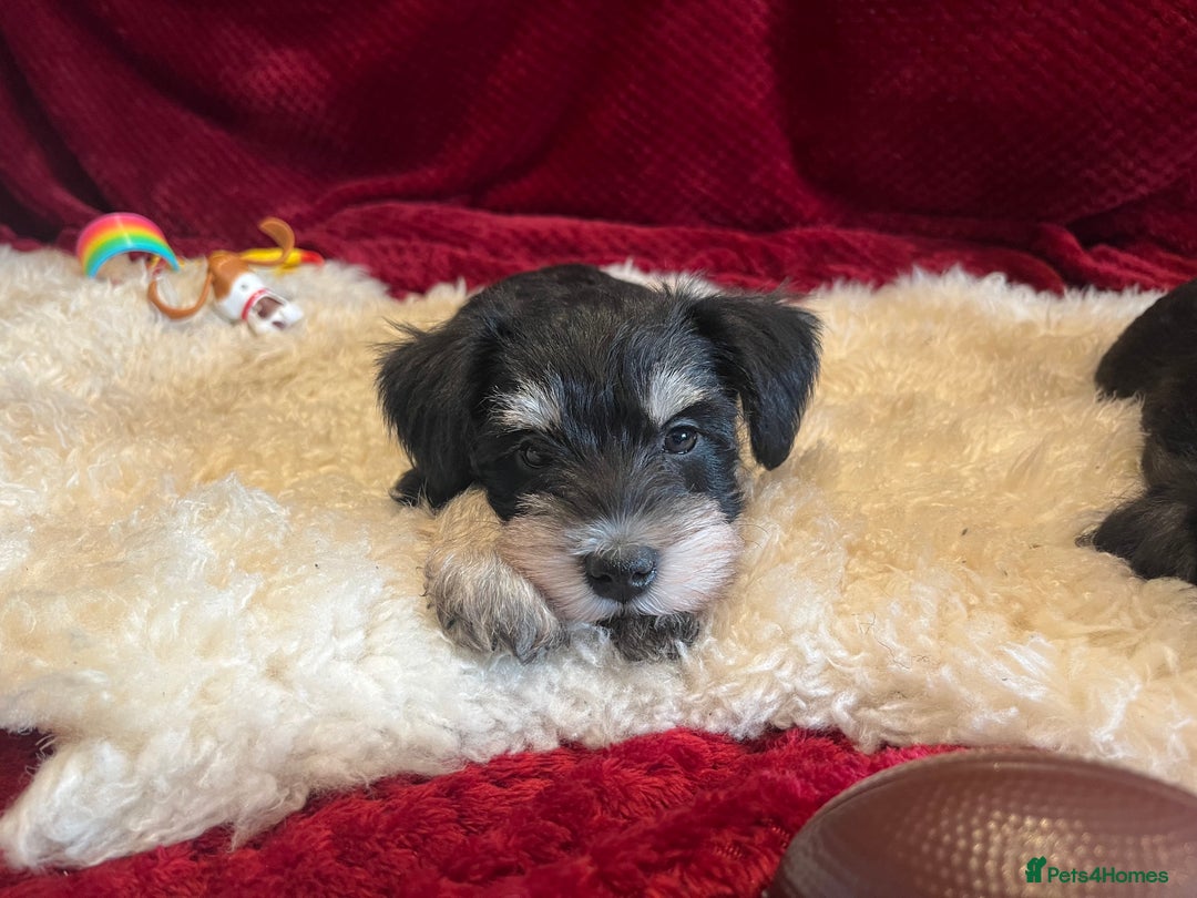 Miniature Schnauzer dogs for sale: Beautiful, KC Registered, health & BVA eye tested. - Advert 10