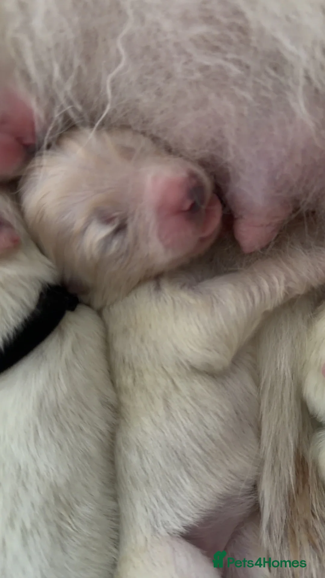 Samoyed dogs for sale: Samoyed  in Dundee - Advert 5