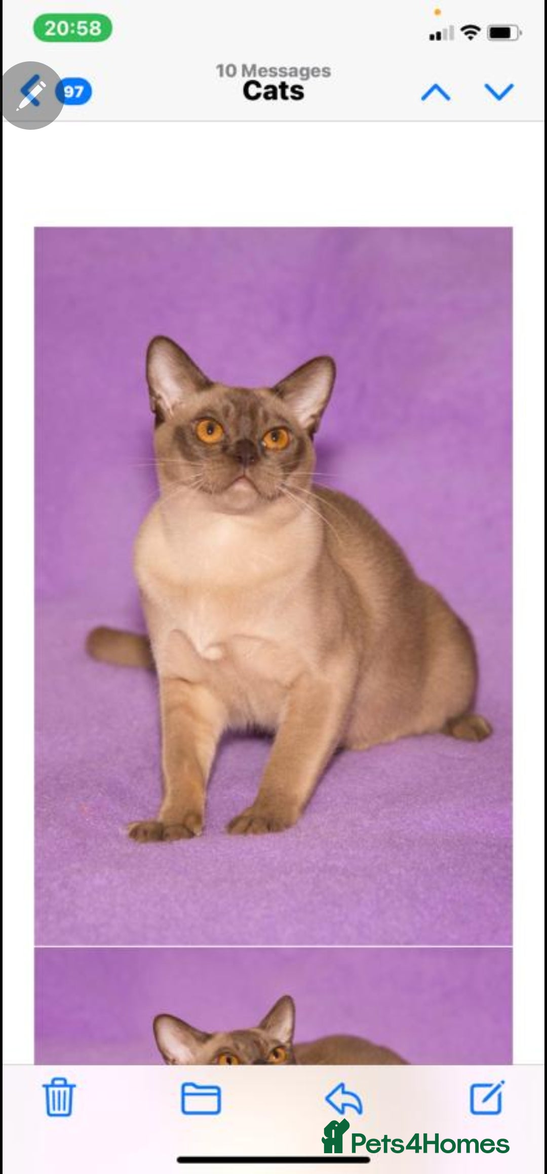 Burmese cats for stud: Midas and Oscar GCCF registered studs  - Advert 5