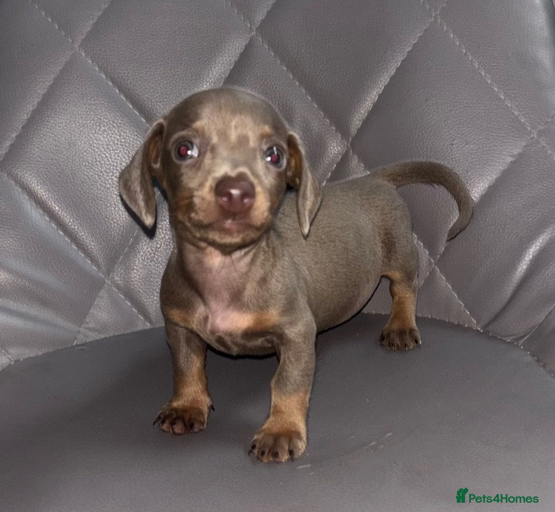 Miniature Dachshund dogs for sale: Beautiful mini dashys 💜 - Image 8