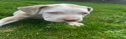 Mixed Breed dogs for sale: Cane corso x puppies  - Advert 7