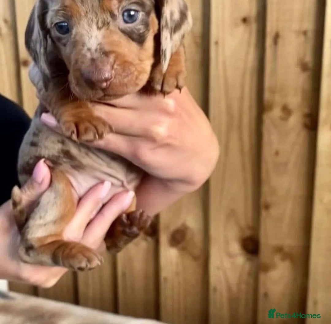 Miniature Dachshund dogs for sale: Beautiful daschund puppies for sale  - Image 9