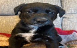 Mixed Breed dogs for sale: Labrador Cross Husky Girls  - Image 2