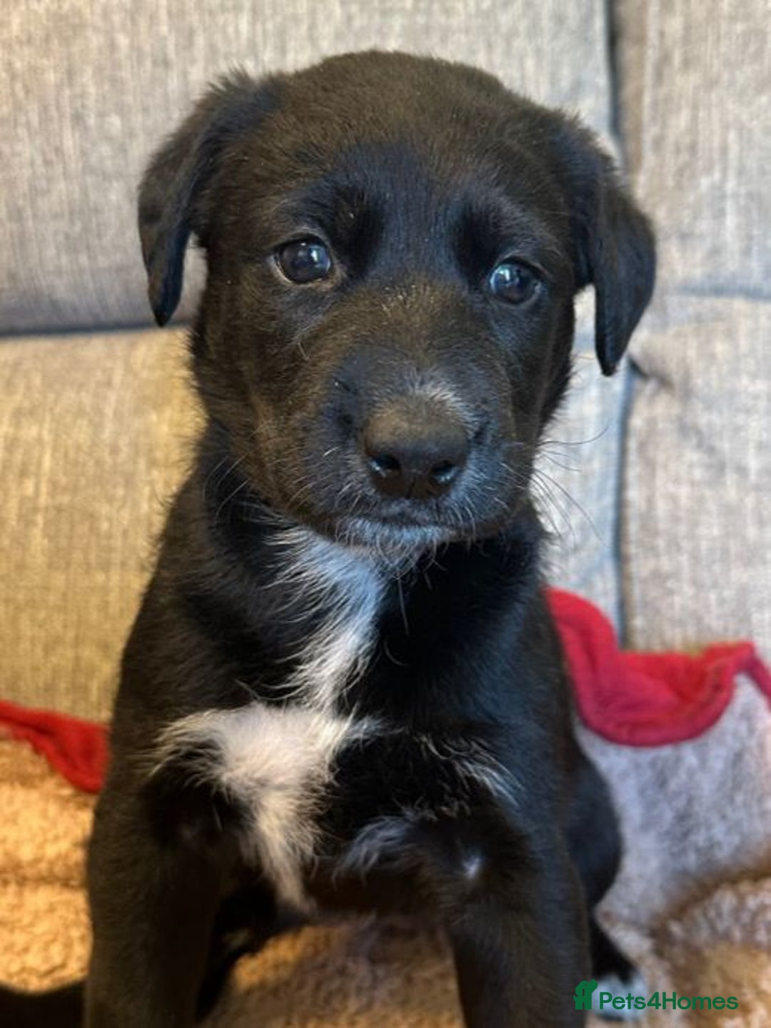 Mixed Breed dogs for sale: Labrador Cross Husky Girls  - Image 2