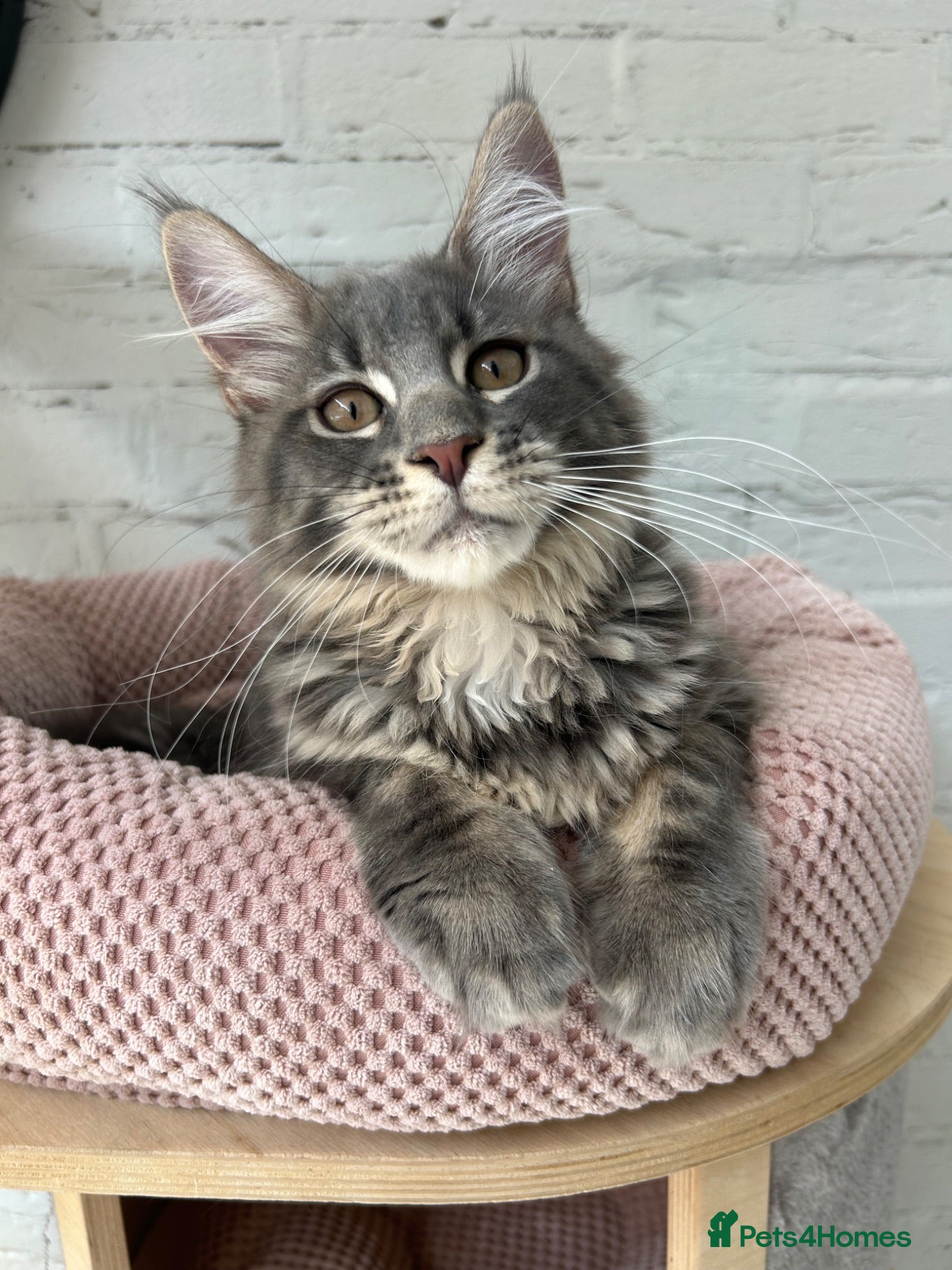Maine Coon cats Massive Maine Coon Kittens TICA Registered - Advert 1