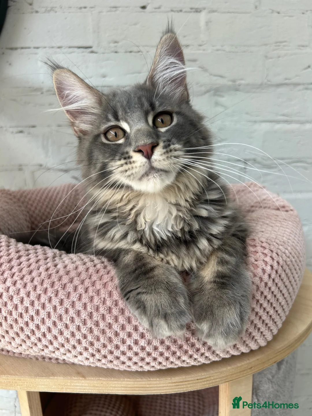 Maine Coon cats for sale: TICA Maine Coon Girls Ready Now DNA clear  - Advert 1