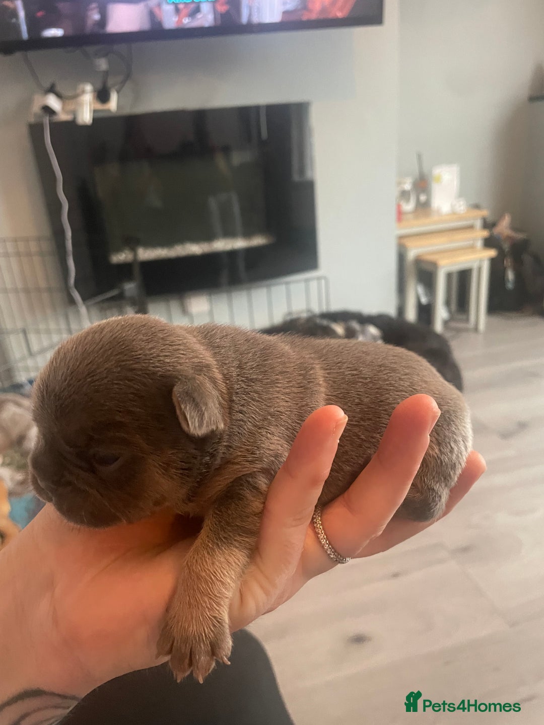 French Bulldog dogs for sale: 9 Day old French Bulldog Puppies - Image 10