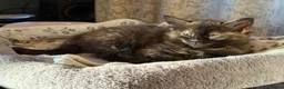 Mixed Breed cats for sale: Four Adorable Kittens Looking for Forever Homes - Advert 10