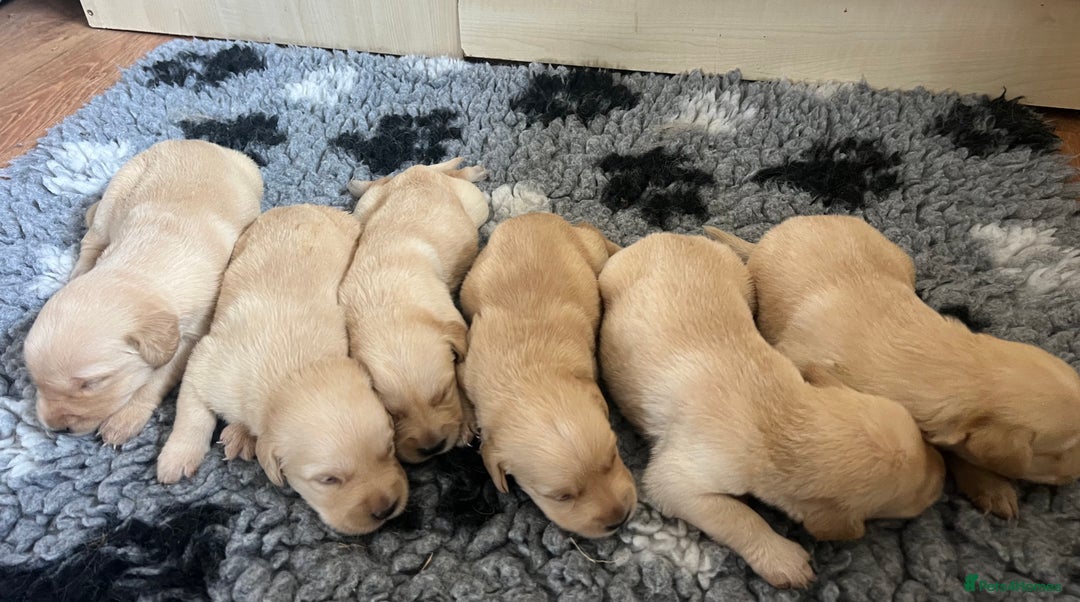 Goldador dogs for sale: Beautiful goldador puppies - Image 2