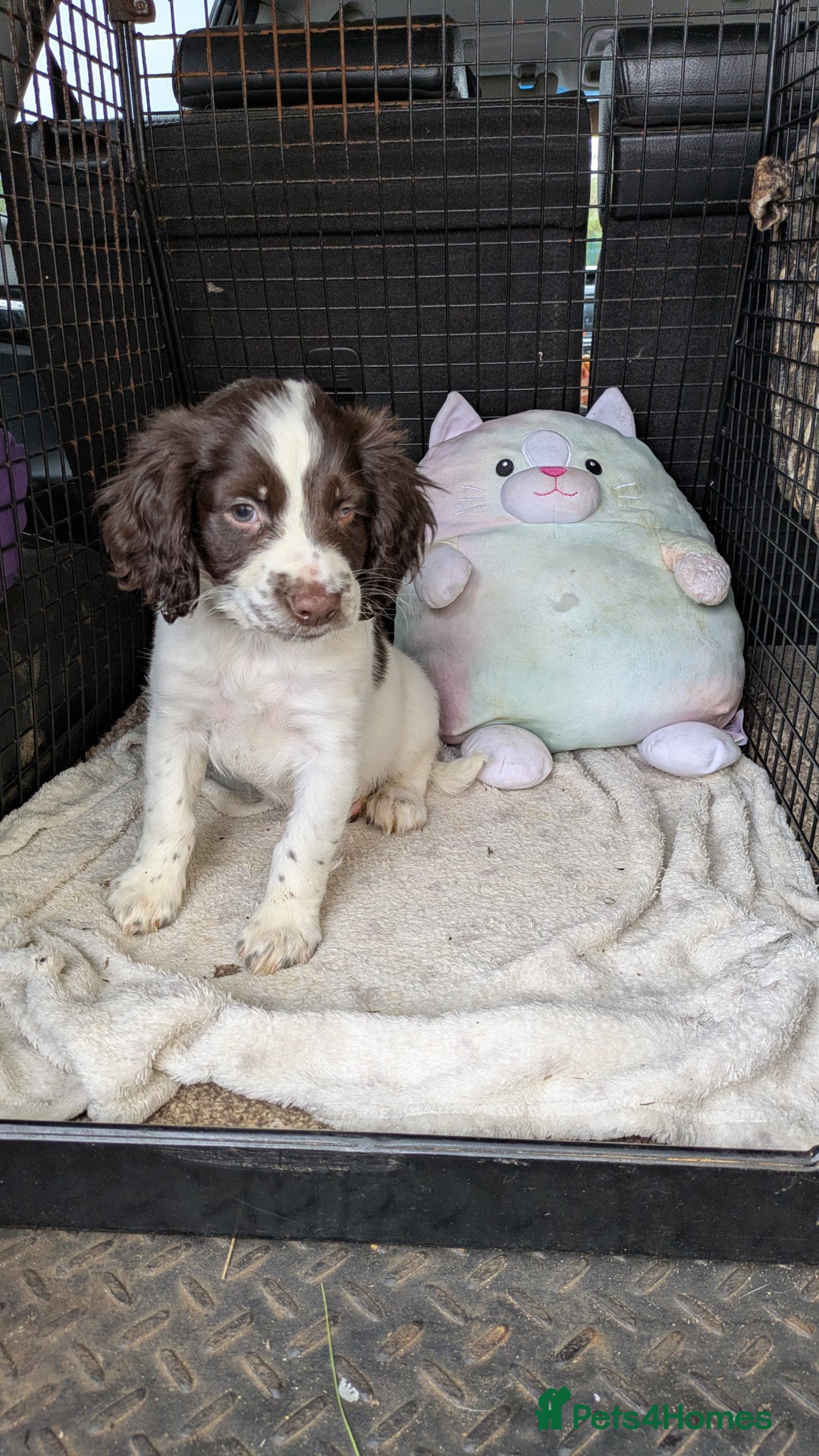 English Springer Spaniel dogs for sale: English Springer puppy *READY NOW* - Image 4