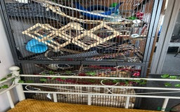 Rat rodents for sale: 3 male rats  - Image 3