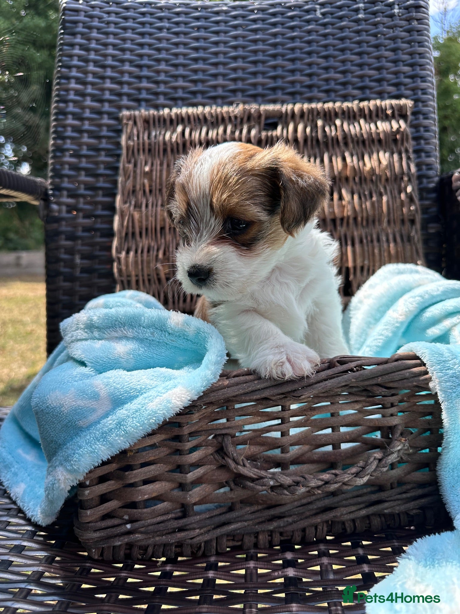 Mixed Breed dogs Jack Biewer Terriers  - Advert 2