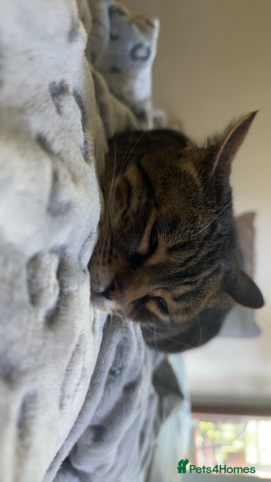 Mixed Breed cats for sale: Khaleesi, half bengal cat looking for a new home - Image 9