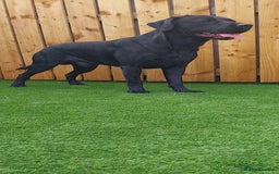Labrador Retriever dogs for stud: PROVEN Fully health tested, KC Labrador for stud - Image 5