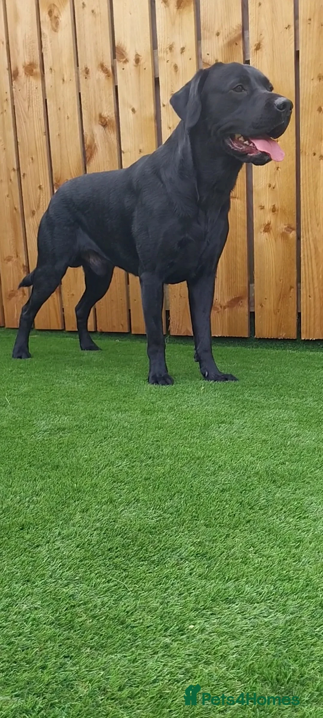 Labrador Retriever dogs for stud: PROVEN Fully health tested, KC Labrador for stud - Advert 11