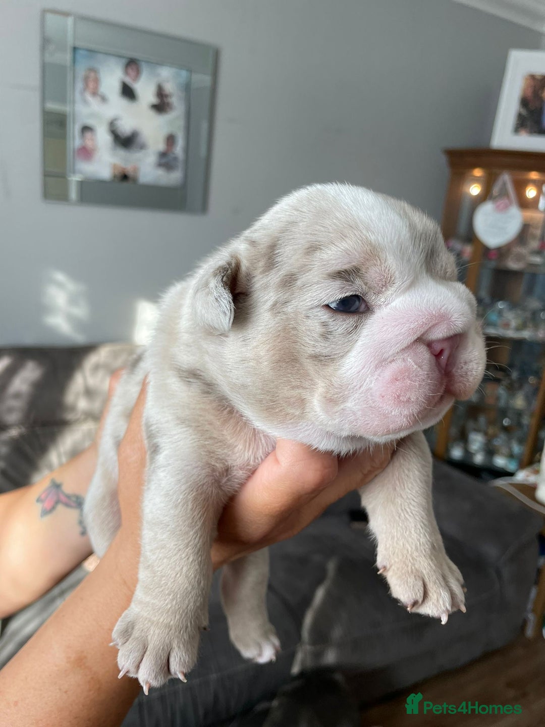 English Bulldog dogs for sale: LAST BOY ENGLISH BULLDOG PUP in South Ockendon - Image 11