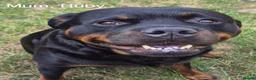 Rottweiler dogs for sale: Champion German Rottweiler Puppies - Advert 16