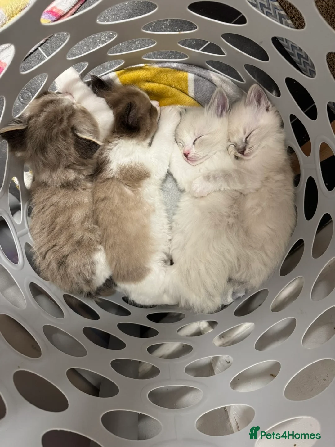 Ragdoll cats for sale: 4 Male Ragdoll Kittens  - Advert 3