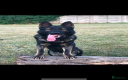 German Shepherd dogs for sale: KC Registered German Shepards Puppies  - Image 9